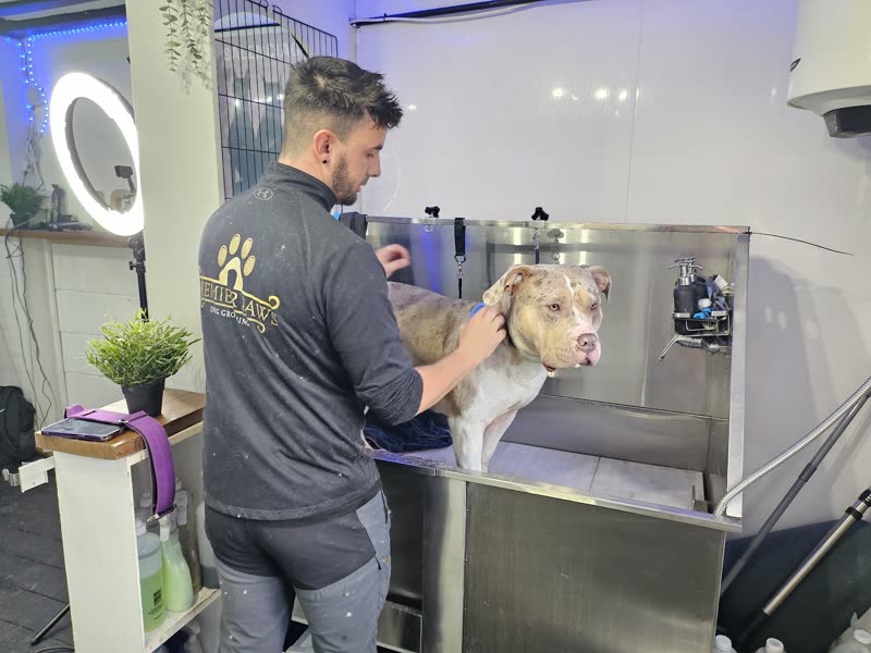 The Premier Paws groomer washing a dog in the stainless steel bath under a ring light