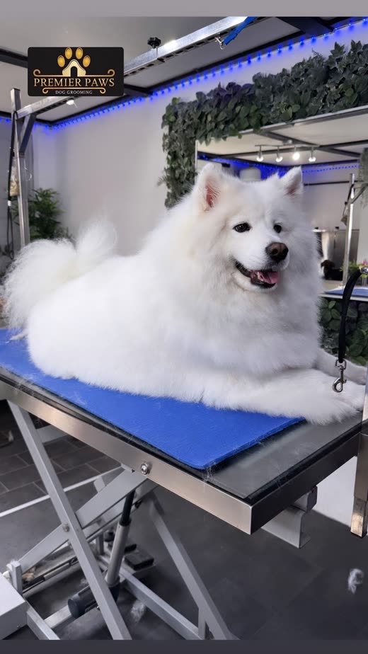 Freshly groomed white Samoyed lying on the grooming table at Premier Paws